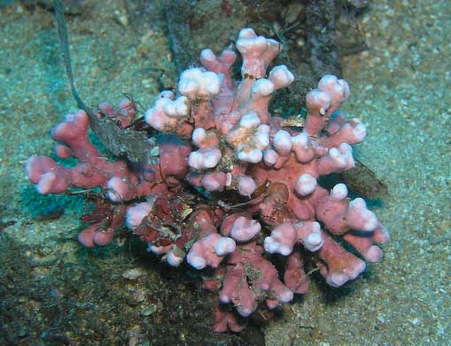 Algas calcáreas, rodolitos, en su entorno natural. (Crédito imagen: Juan Manuel Ruiz Fernández).