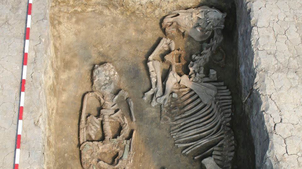 A man who died young was buried with a horse in the 8th century in the Rákóczifalva cemetery.  - Institute of Archaeological Sciences/Eötvös Loránd Múzeum University