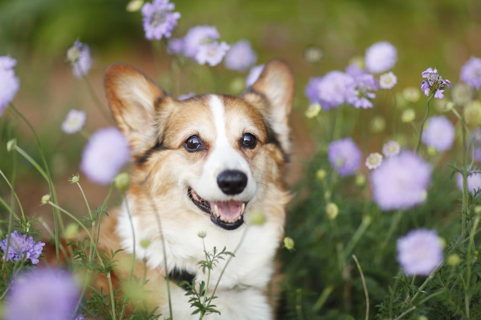 These Adorable Dogs With Short Legs Have the Cutest Walks