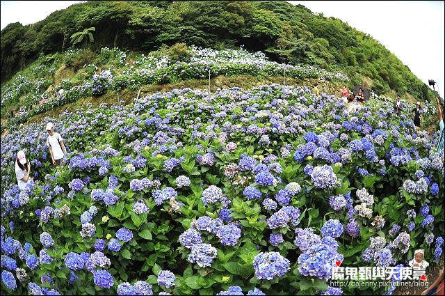 陽明山竹子湖繡球花地圖懶人包~2015/6/9花況（上篇）