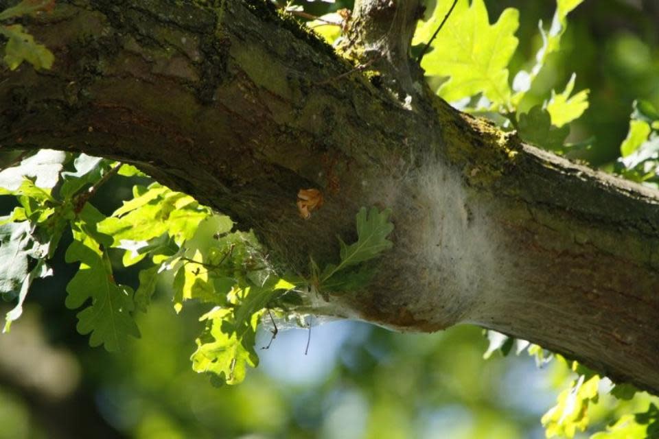 Eastern Daily Press: An oak processionary moth nest