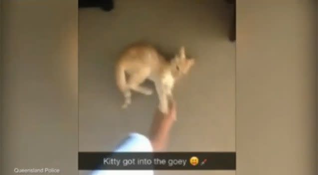 Screenshot of cat with the caption 'Kitty got into the goey'. Source: Snapchat