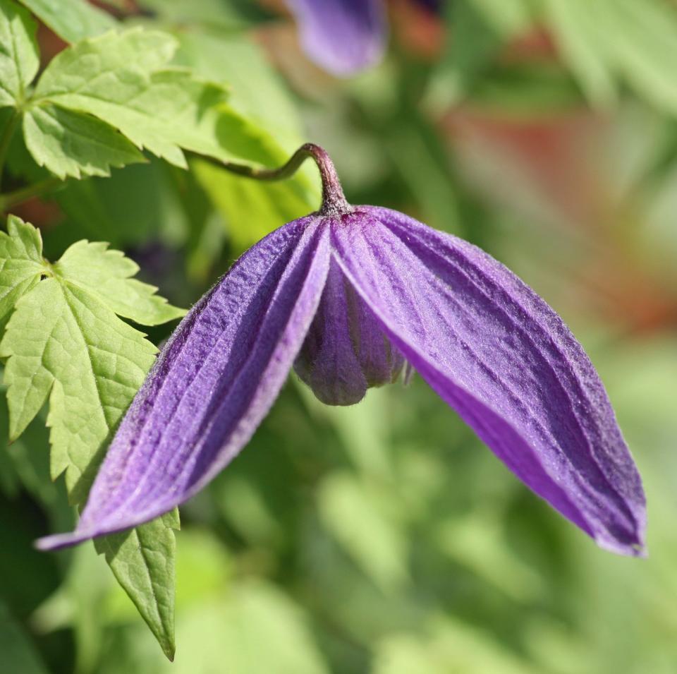 A 1960s variety, the flowers 'fly open in sunlight'