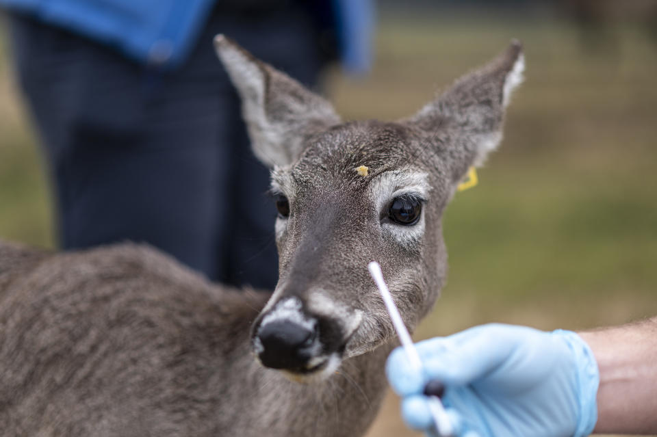 Un investigador trata de obtener una muestra con un hisopo de un venado de cola blanca en el centro de vida silvestre de la Universidad de Texas A&M en College Station, Texas, el 2 de febrero de 2022. (Sergio Flores/The New York Times)