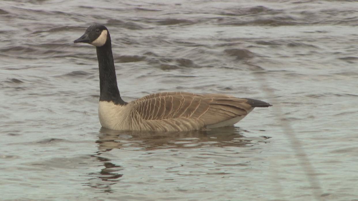 This Canada goose was spotted in Ottawa on March 5. Scientists say the iconic bird is among the migratory animals returning to the area a bit earlier this year.  (Michel Aspirot/CBC  - image credit)