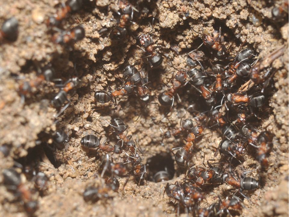 ants nuclear bunker