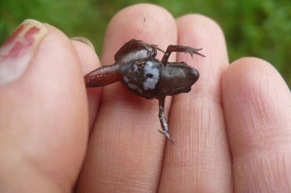 The newly discovered Andean frog N. madreselva has a brown body and a mottled white belly.