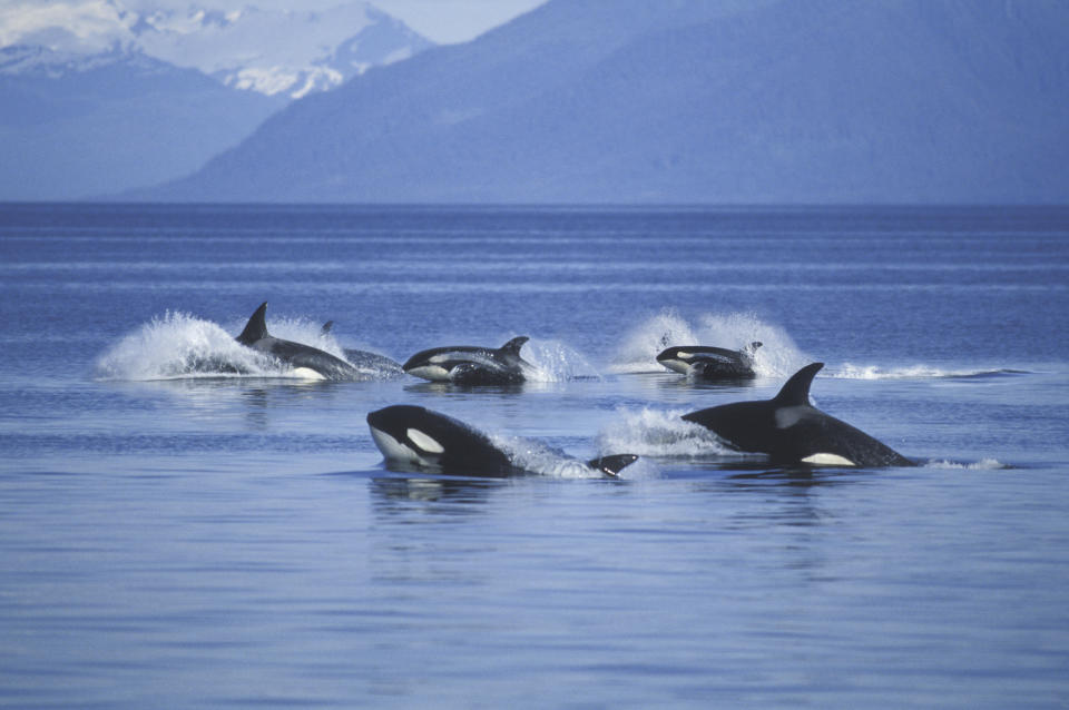Im Atlantik nehmen die Zusammenstöße von Orcas mit Booten zu.  - Copyright: Ron Sanford via Getty Images