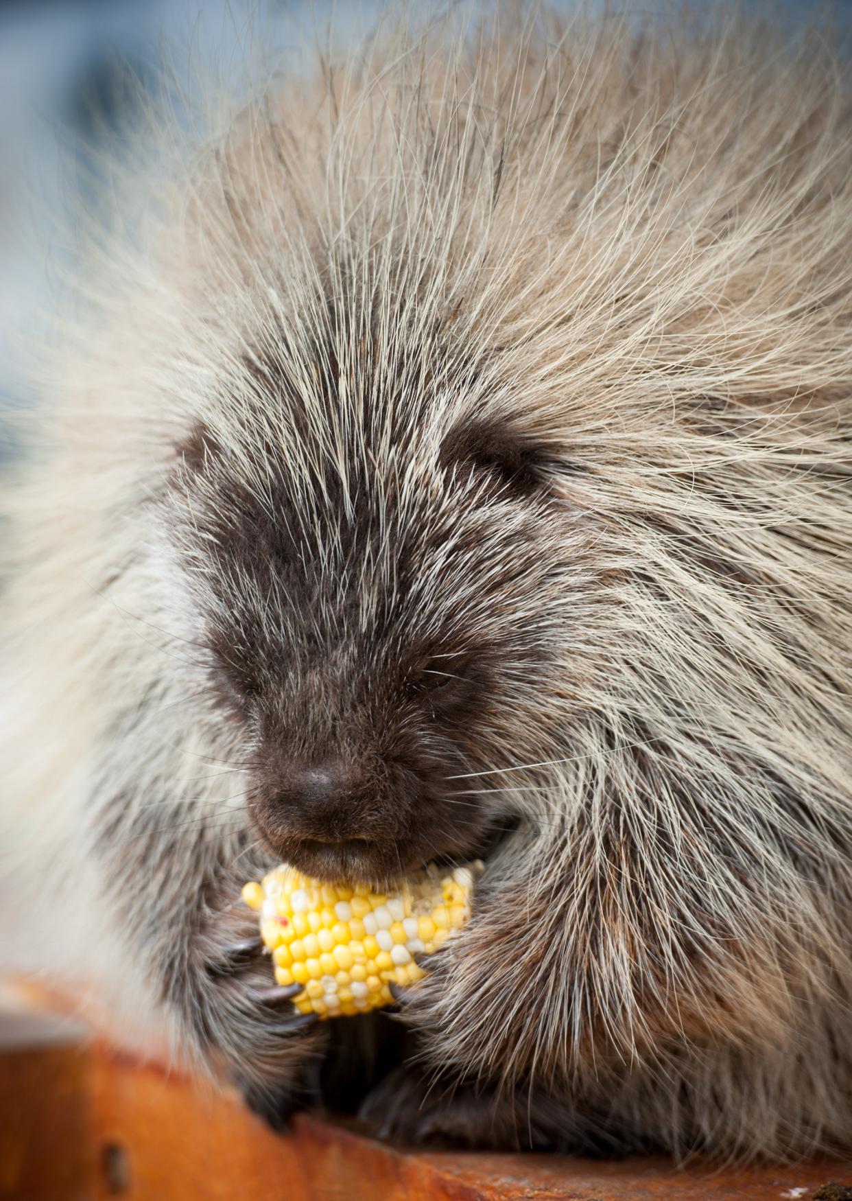 https://www.gettyimages.co.uk/detail/news-photo/porcupine-eating-corn-news-photo/687636266