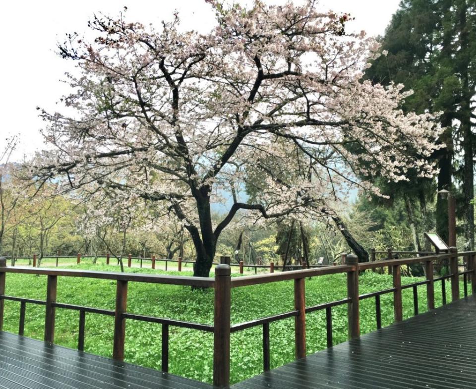 阿里山櫻王。 （中華旅行社提供）