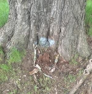 Guthrie fairy house park vandalism. 