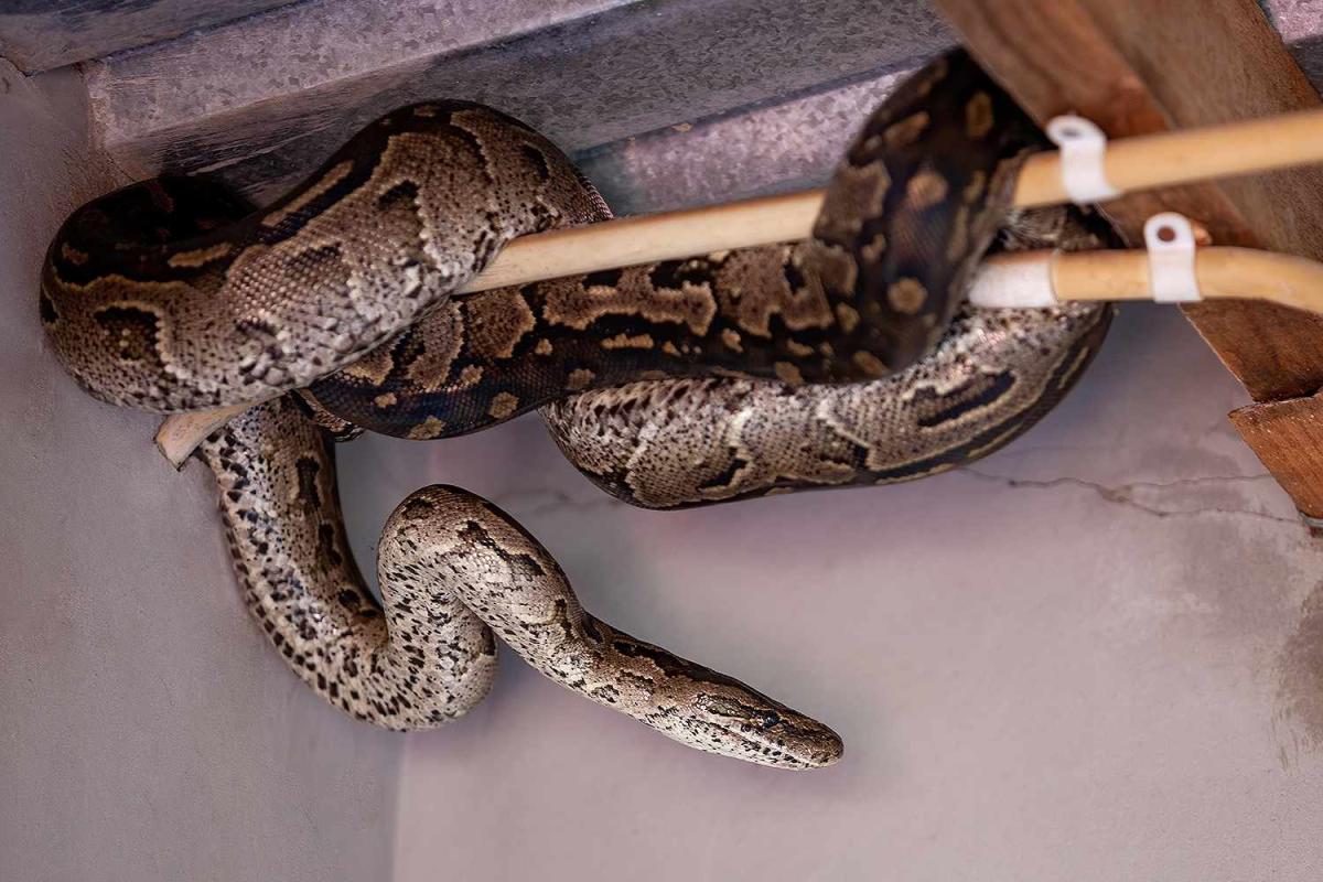 Colorado woman 'terrified' to discover 4-foot snake slither out of