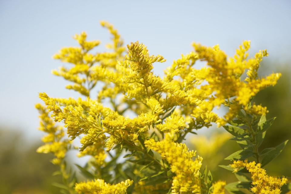 Goldenrod