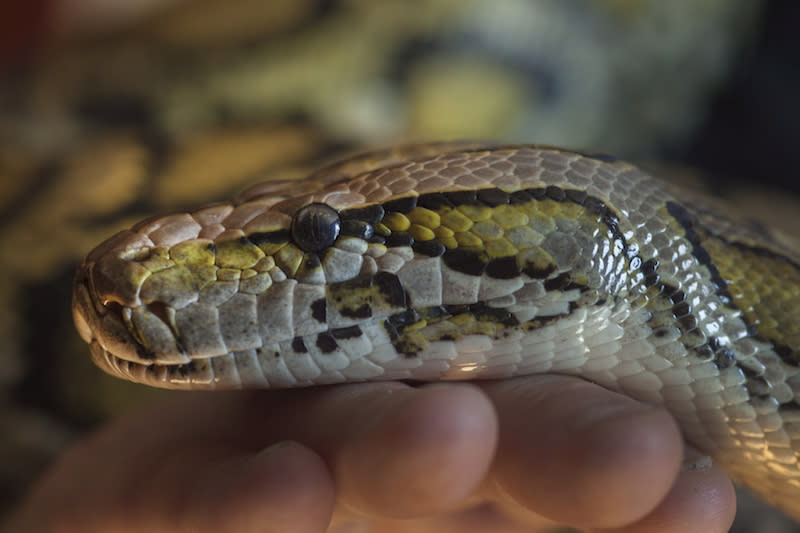 A jungle python, similar to this Burmese python, became addicted to meth in Australia. Photo from CP.