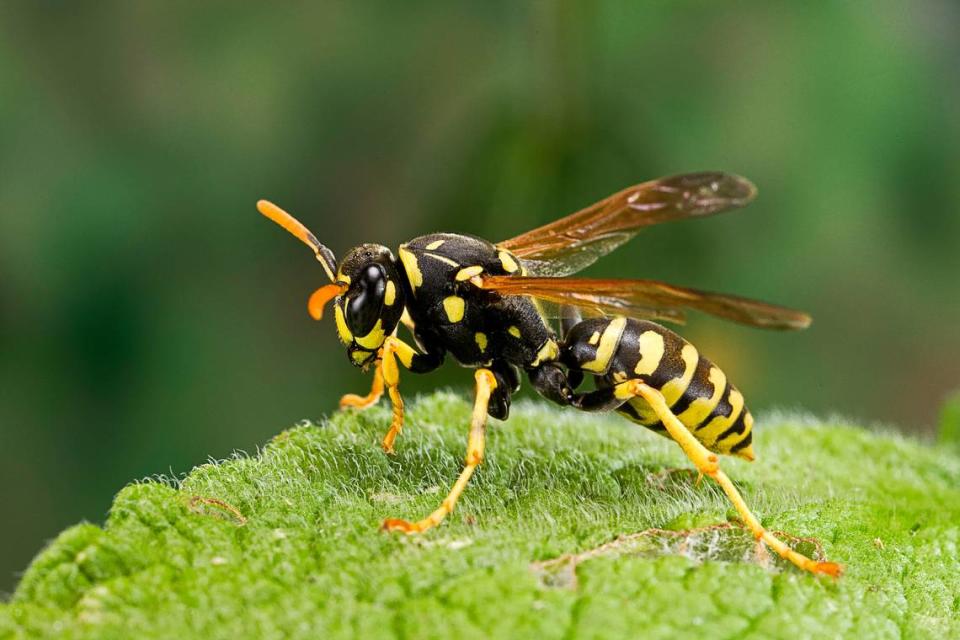 A paper wasp rests on a leaf.