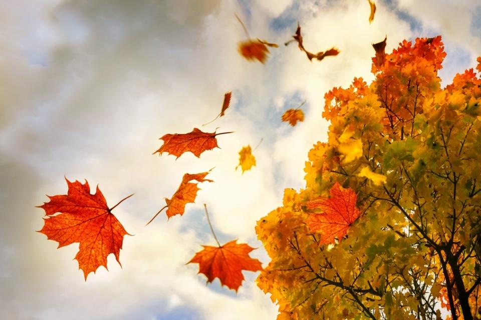 Orange leaves falling from tree toward the ground.