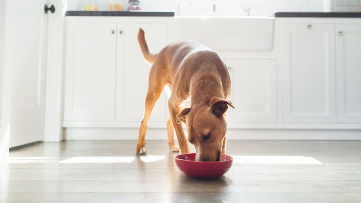 tan colored dog in white kitchen eating from red bowl