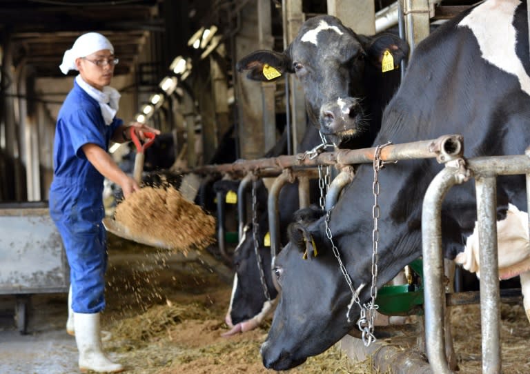 A worker of Japan's Takahide Dairy Farm feeds cows at the farm in Isumi in Chiba prefecture, south east of Tokyo on July 29, 2015