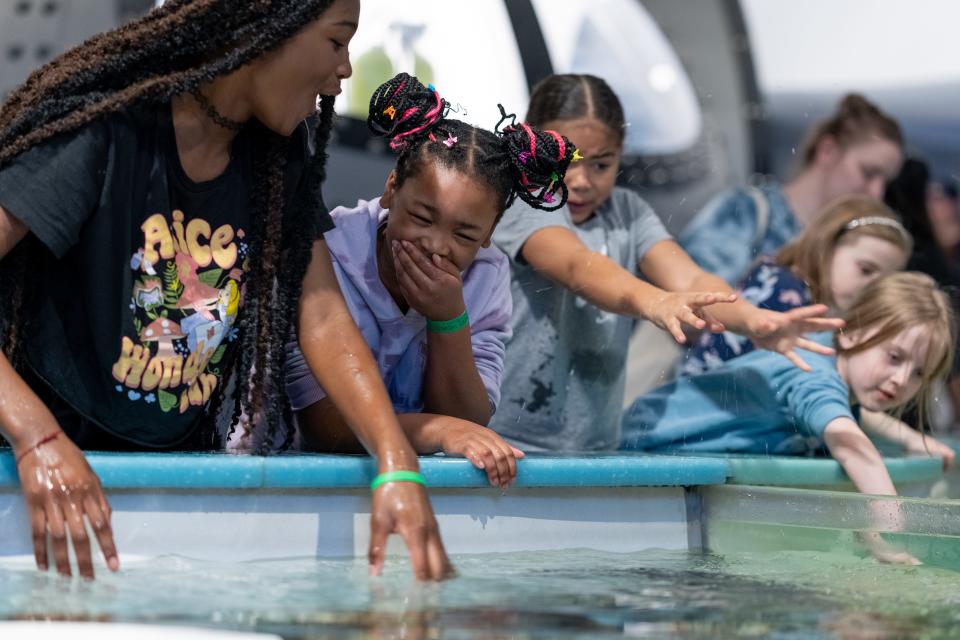 Discovery World visitors touch aquatic creatures in the touch tanks at the science museum.