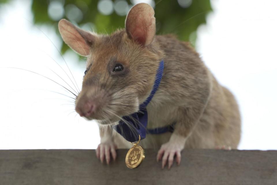 Landmine detection rat Magawa wearing his PDSA Gold Medal: PA