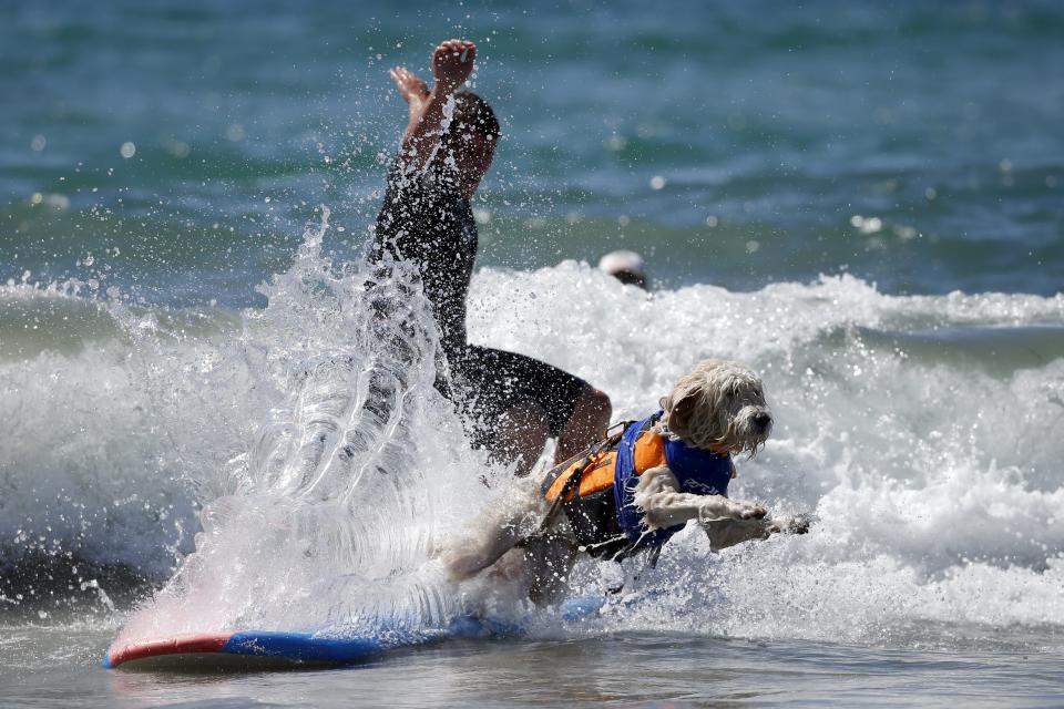 A man and his dog surf during the Surf City Surf Dog Contest in Huntington Beach