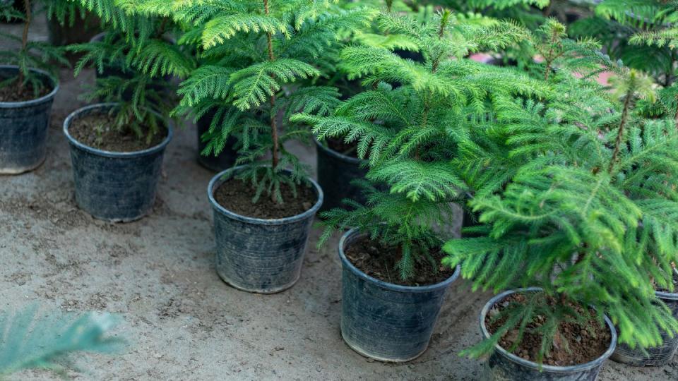 norfolk island pine