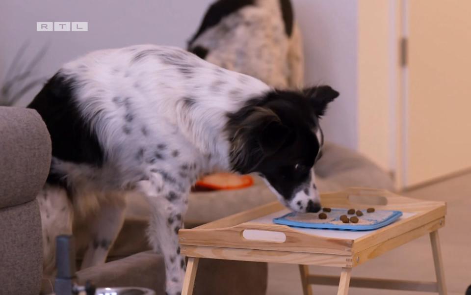 Dreibeiner Matze entwickelt sich im neuen Zuhause prächtig. (Bild: RTL)