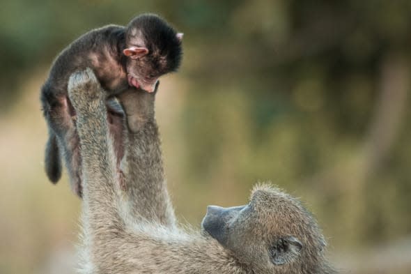 baboon plays with baby at kruger national park