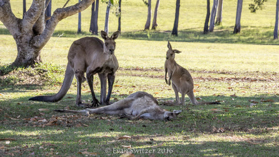 Kangaroo