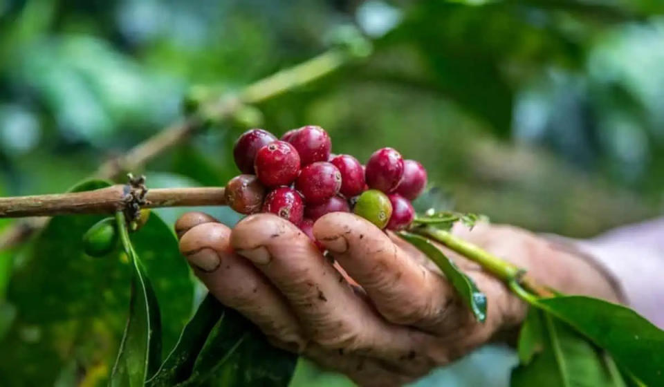 SENA anuncia $25.000 millones para emprendimientos del campo colombiano. Foto: tomada de Frepik