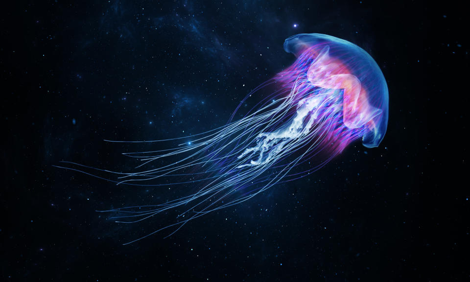 a jellyfish in the water