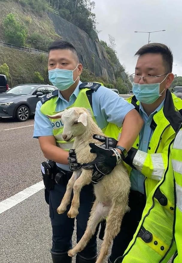 The policeman managed to save the little lamb.
