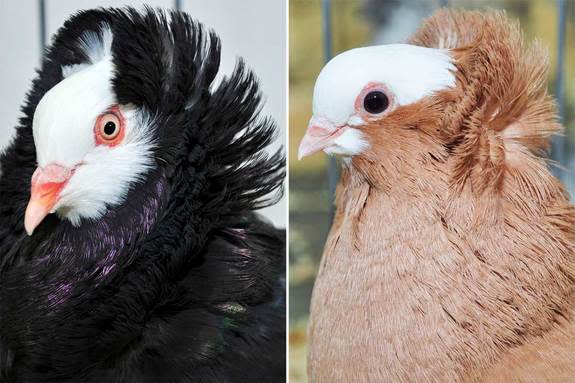 These two rock pigeon breeds, the old Dutch capuchine (left) and komorner tumbler (right), are not closely related, yet they both have feathery ornamentation on their heads known as a head crest.