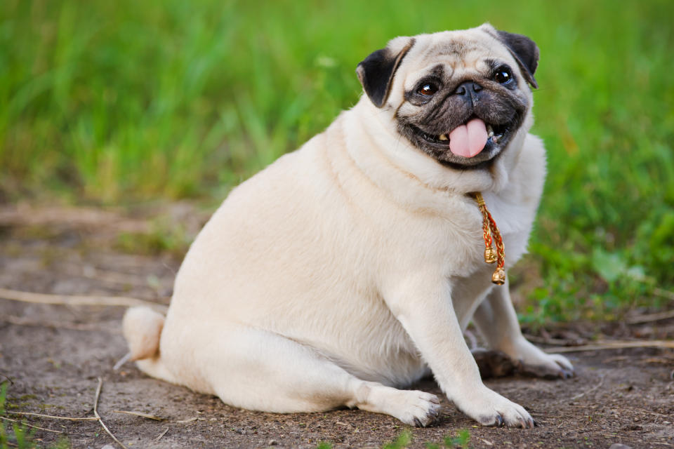 Little fat pug sitting on sidewalk in summer park