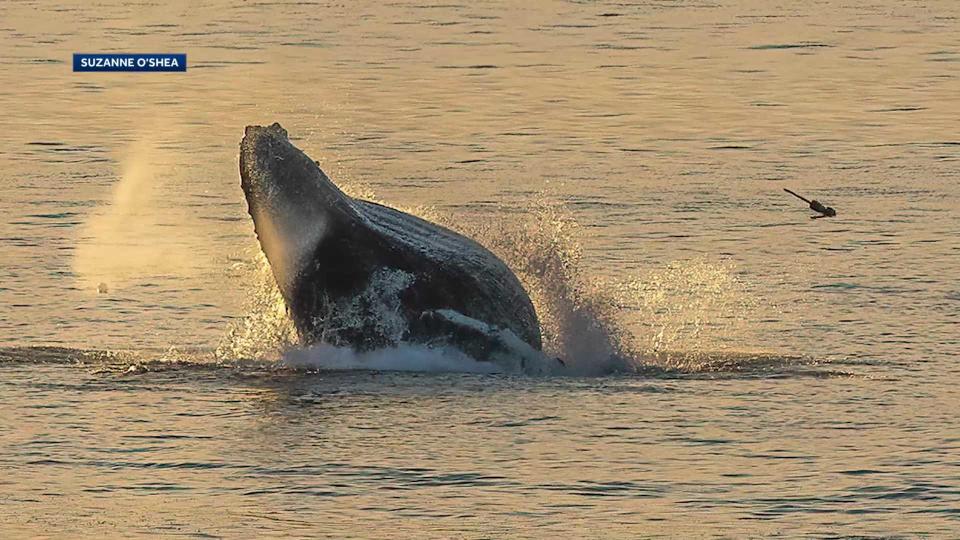 A whale breaches off Plymouth.