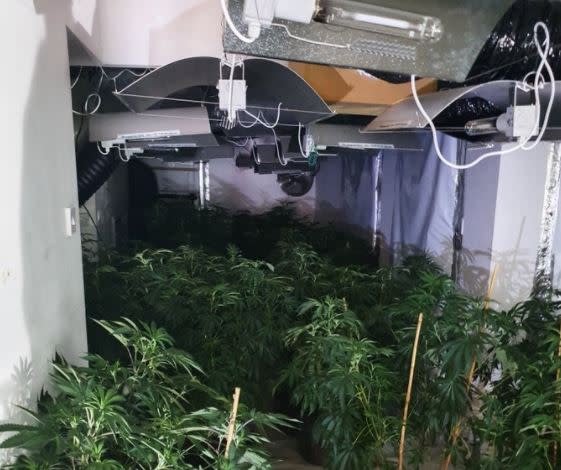 A cannabis factory containing approximately 500 plants was discovered (Picture: Kent Police)