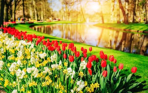 The Keukenhof gardens create a dazzling spectacle - Credit: Getty