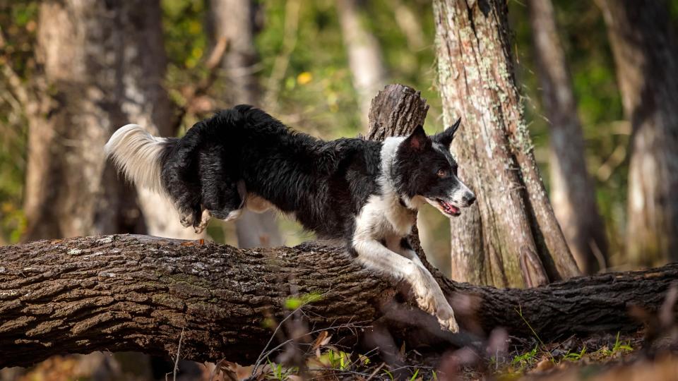border collie jumping over a log