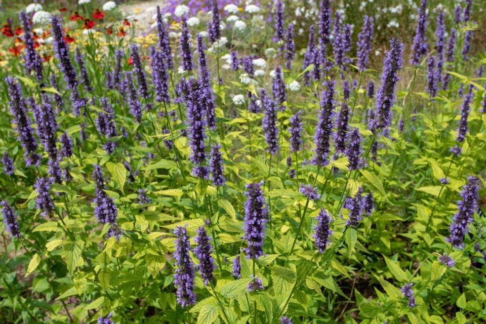 field of anise hyssop with long purple flowers and high grass