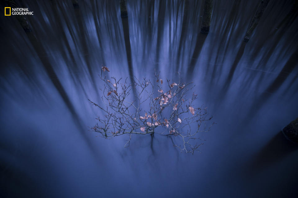 Jacob Kaptein: "Last year I participated in the Marius van der Sandt Beurs. This scholarship stimulates photography by young photographers. For a whole year I was guided by some excellent nature photographers to realize a project I wanted to accomplish. I chose a natural stream restoration project of a nature organization in the Netherlands. The first time I entered this patch of forest, I immediately saw this little beech. I came back several times to photograph it. One evening, just after sunset, all the light conditions were perfect. I stood in the cold water for more than an hour making many photos while I experimented with different shutter speeds."