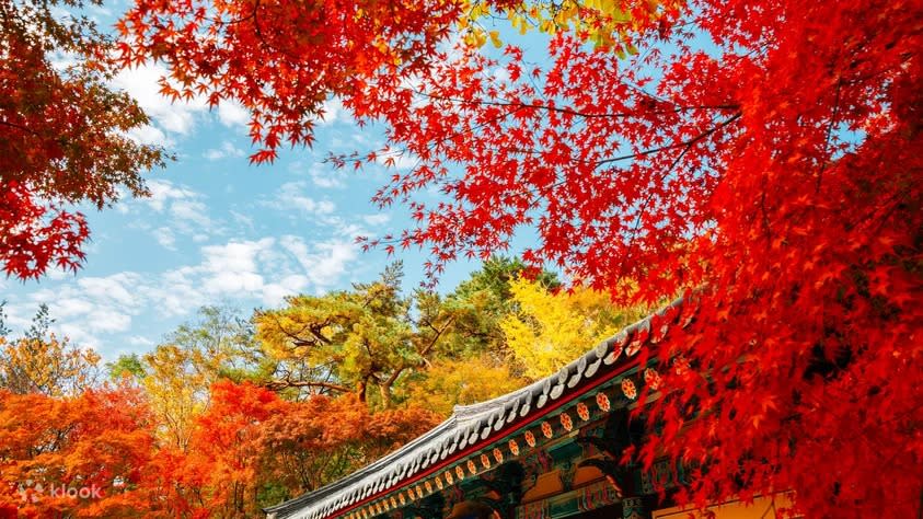 Memorable Autumn Foliage Day Tour from Busan. (Photo: Klook SG)