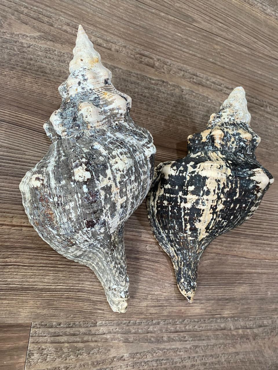 Jessica Reyan and her family were visiting Sanibel Island recently and they uncovered these two large shells.