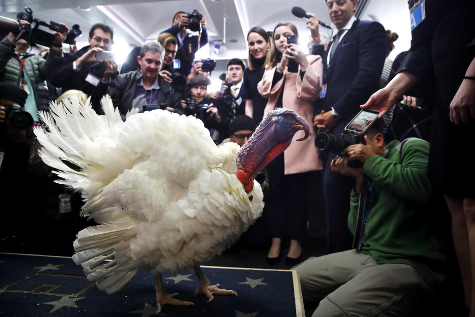 <p>Wishbone, one of two turkeys set to be pardoned by President Donald Trump, is previewed by members of the press, Tuesday, Nov. 21, 2017, at the White House briefing room in Washington. (Photo: Jacquelyn Martin/AP) </p>