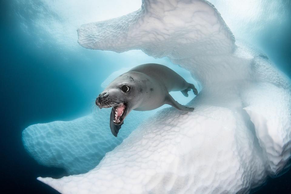 Ocean Art Cold Water 1_GREG_LECOEUR_CRABEATER SEAL