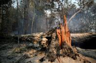 A tree burns while Brazilian Institute for the Environment and Renewable Natural Resources (IBAMA) fire brigade members attempt to control hot points in a tract of the Amazon jungle near Apui