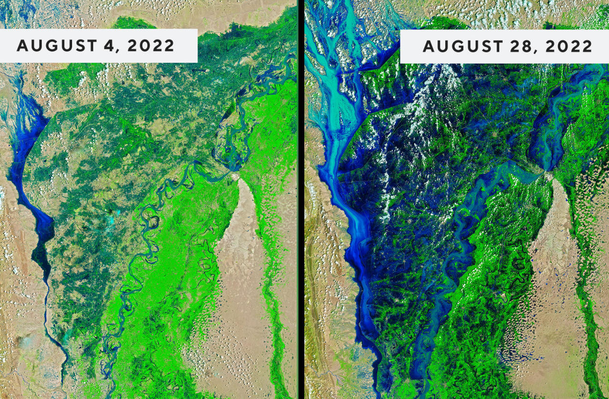 These false-color images above of the Indus River were acquired by the Landsat 8 and Landsat 9 satellites on August 4 and 28, respectively. The images combine shortwave infrared, near infrared, and red light (bands 6-5-4) to better distinguish flood waters beyond their natural channels.  / Credit: NASA Earth Observatory images by Joshua Stevens