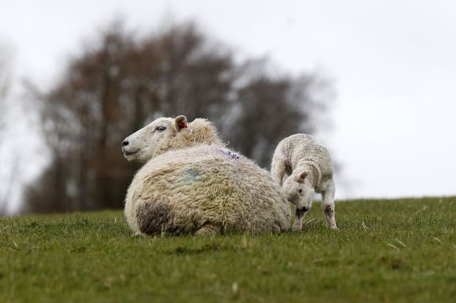 23 sheep killed by quad bikers in the Cotswolds