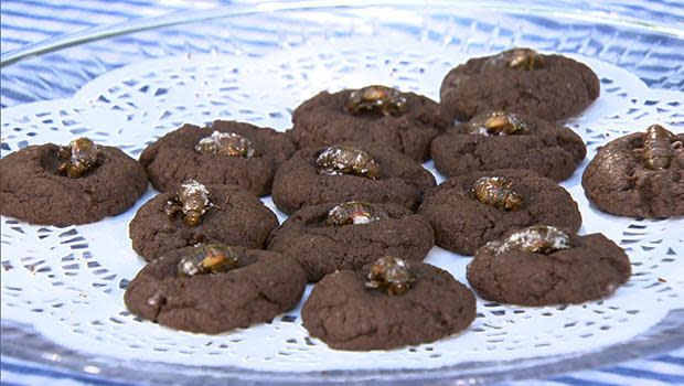 Emergence Cookies feature a peculiar ingredient: Cicadas, a protein source that is low in fat and cholesterol.  / Credit: CBS News