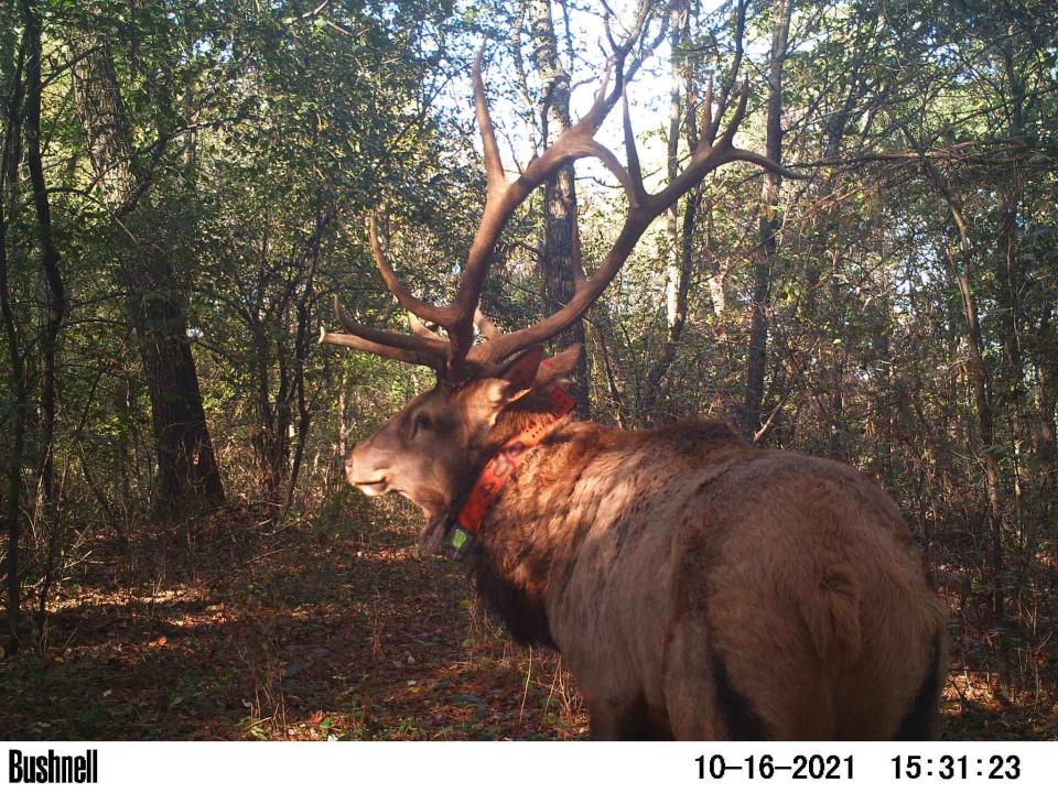 A bull elk was captured on a trail camera Oct. 16 near Wisconsin Dells in Sauk County. The animal has since been observed in Adams County, according to the Department of Natural Resources.