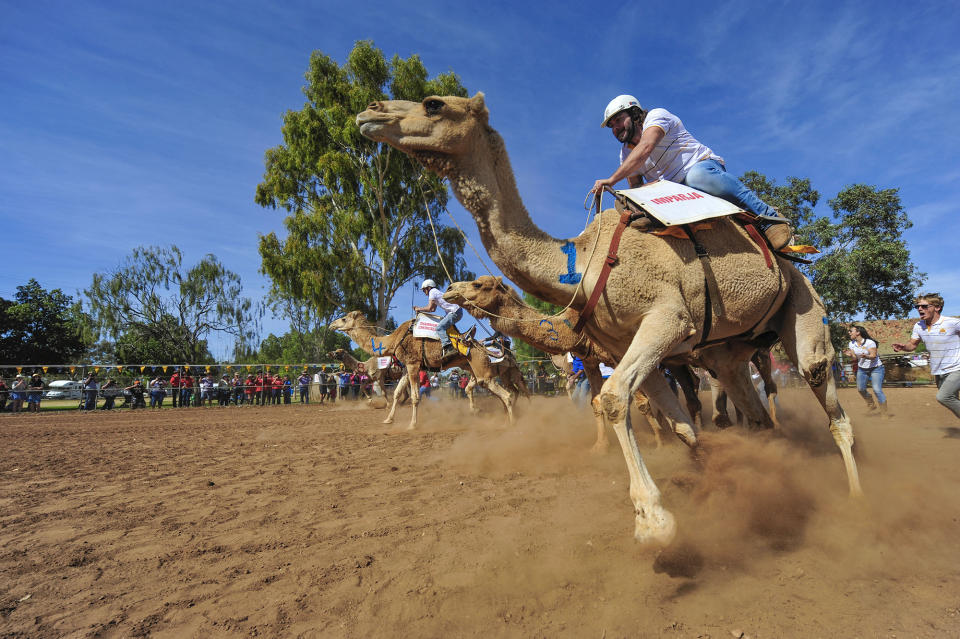 Alice Springs Camel Cup